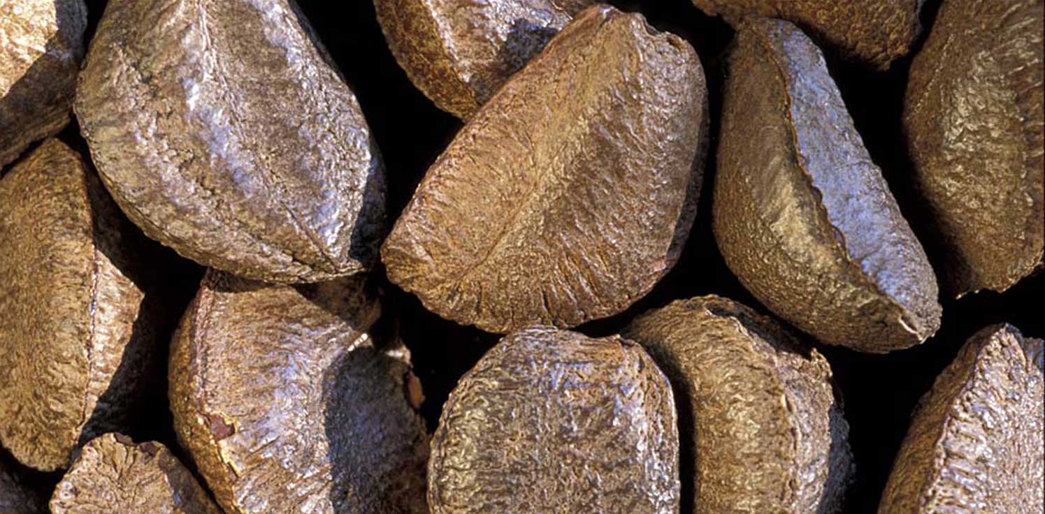 Do you eat RAW BRAZIL NUTS? Make sure you ACTIVATE them first!
