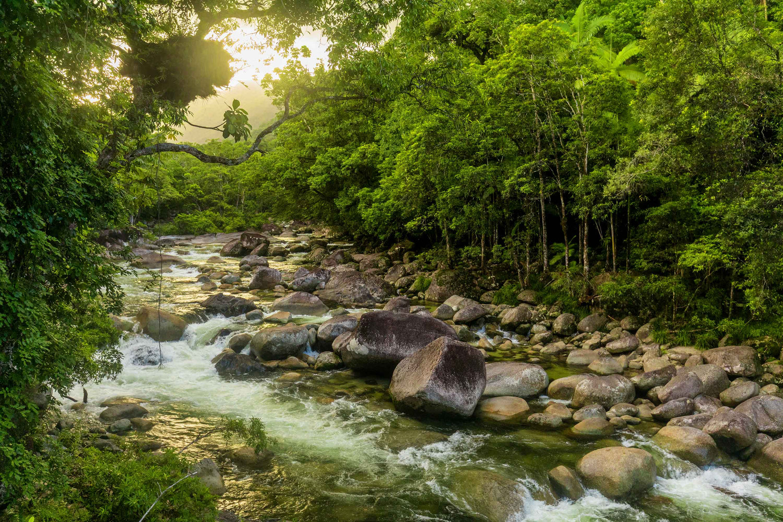 Mossman gorge river in Daintree national park.
