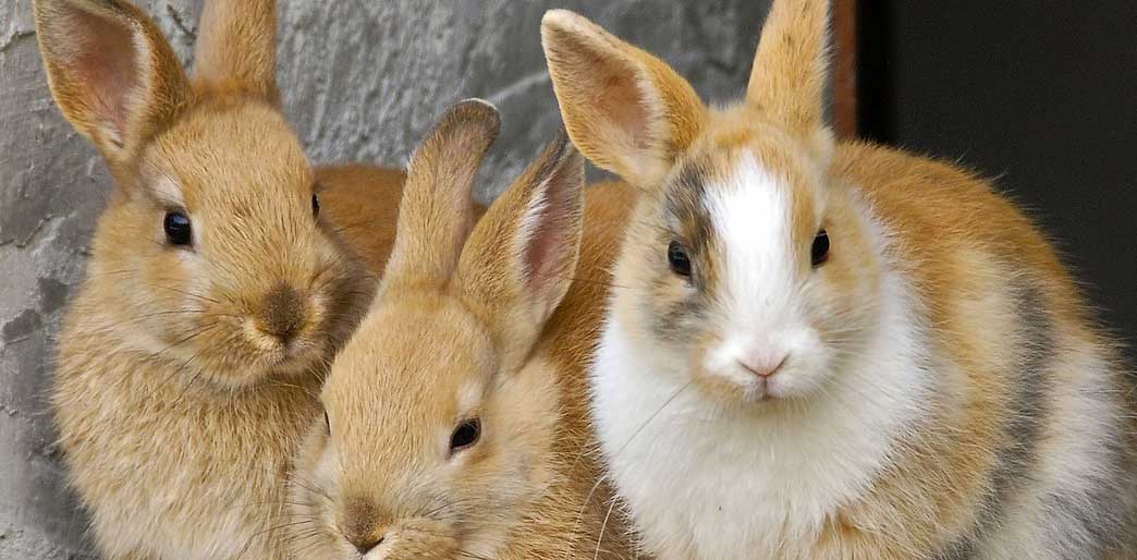 Have you said "Rabbit, rabbit, rabbit" yet? 3 rabbits sitting together.