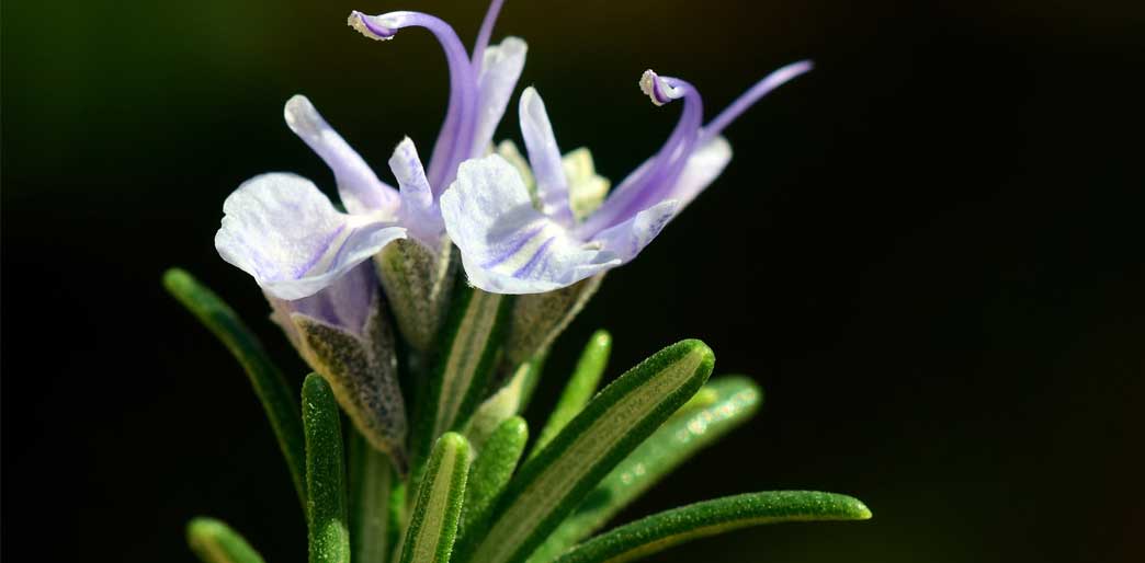 Raw Rosemary Almond, Flax and Chia Savoury Crackers