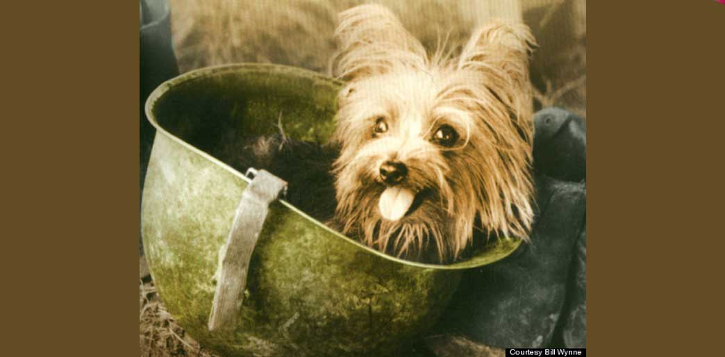 'Angel from a Foxhole' - Lest We Forget our Soldiers'Angel from a Foxhole' - Lest We Forget our Soldiers & our Dogs of War and our Dogs of War