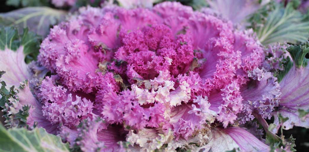 Crispy Dehydrated Kale Flower Chips