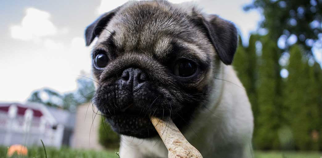 Pug pupply chewing a dried dog bone.