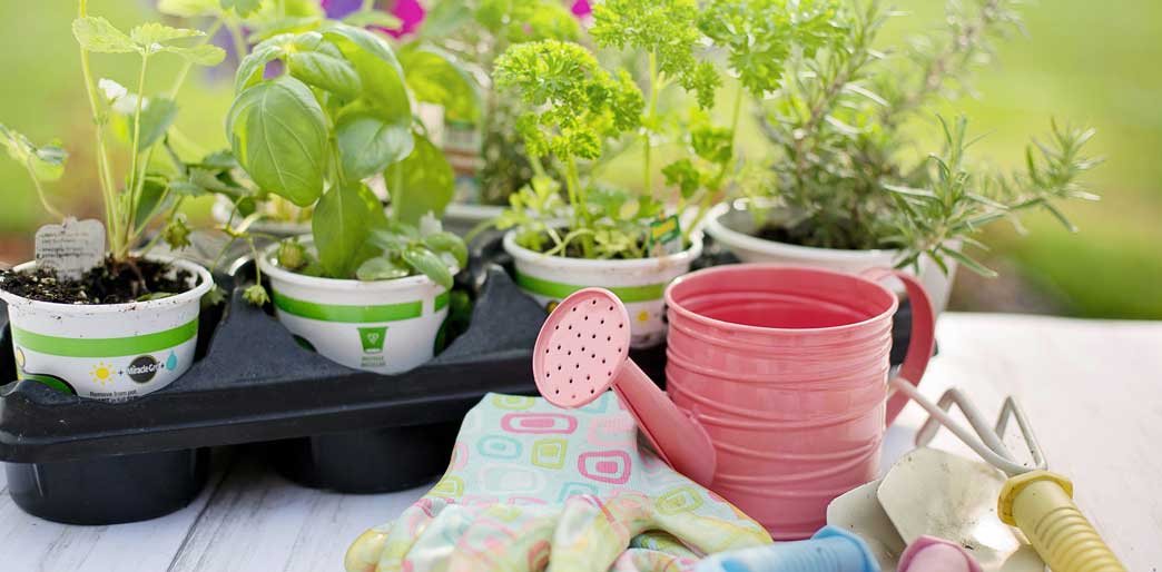Herbs in pots on garden table with gardening gloves and tools.