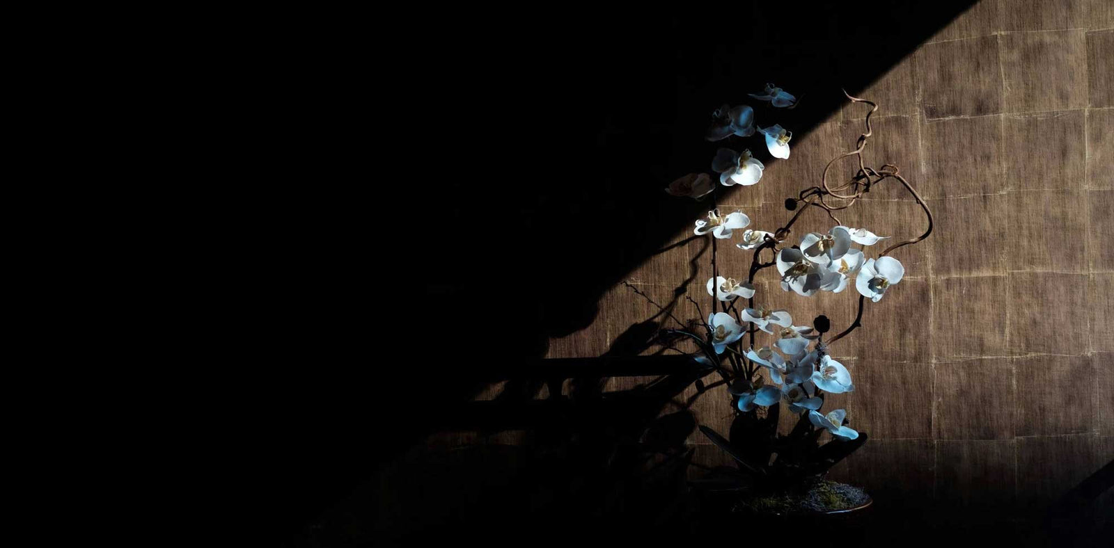 Potted white orchid plant in a shadowed room.