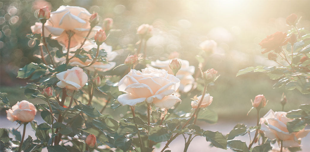 Don’t hurry. Don’t worry. And be sure to smell the flowers along the way.