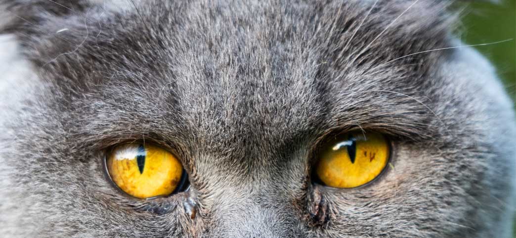 Try some Magical Fishy Catnip Treats For Kitty Cats