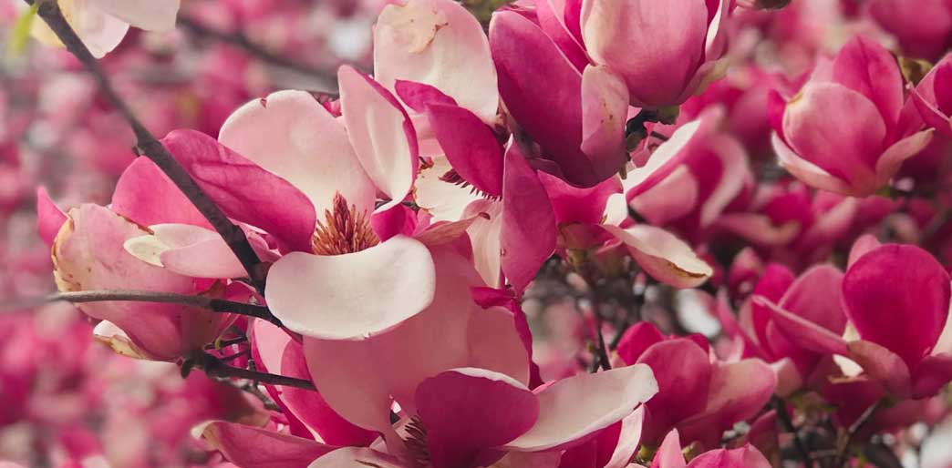 Raw into Spring banner of pink blossom flowers.