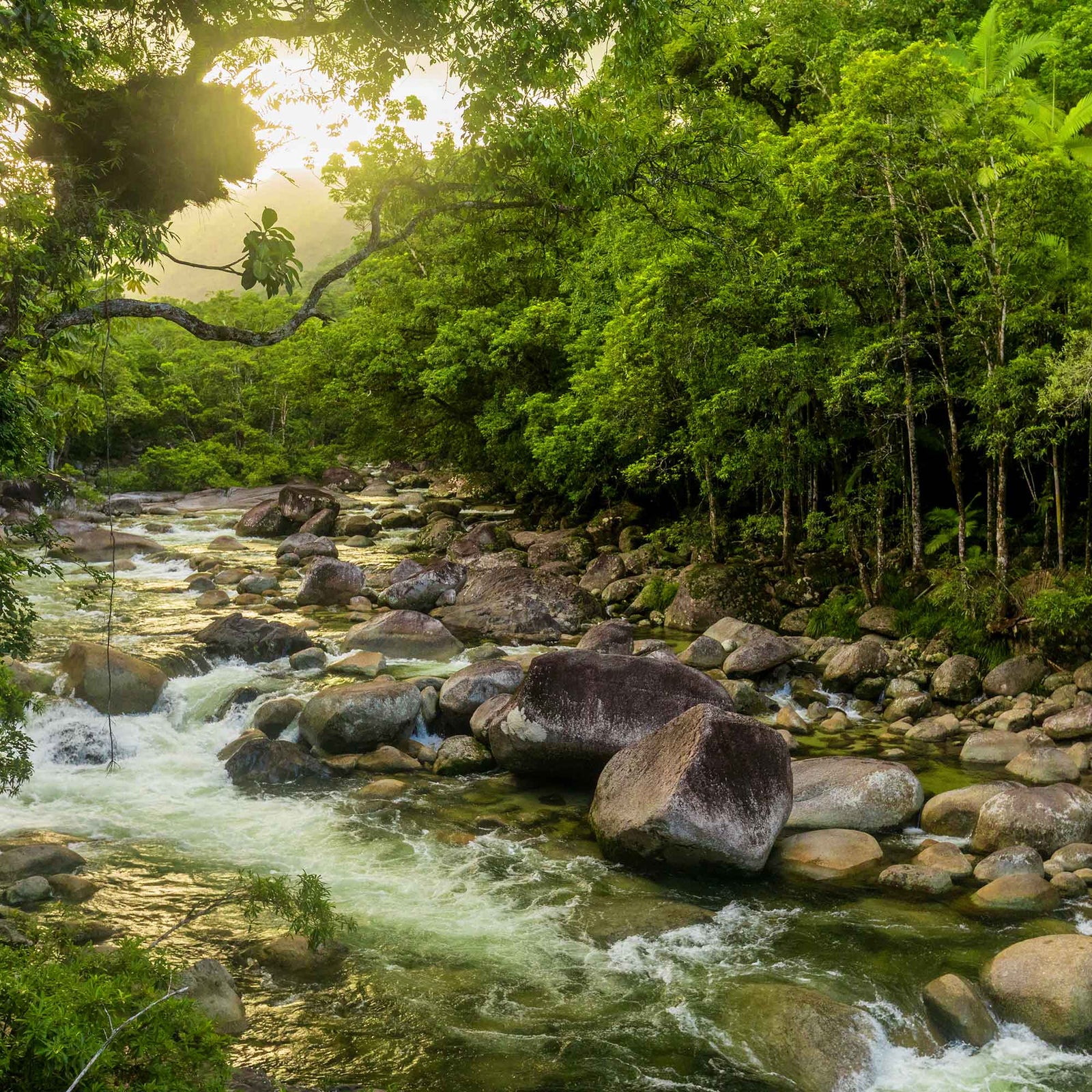 Mossman gorge river in Daintree national park.
