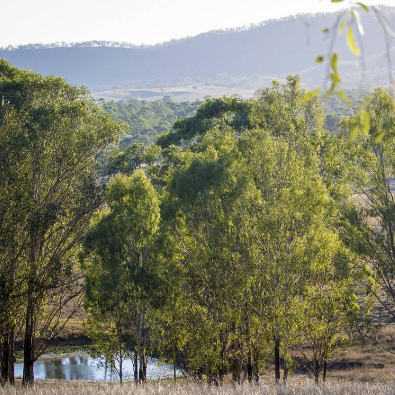 Excalibur Dehydrators Australia's Toogoolawah property.